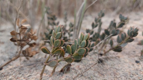 Roepera sessilifolia (Roepera sessilifolia)
