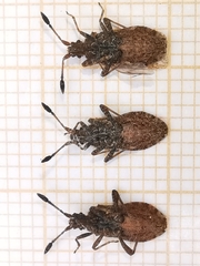 Strobilotoma typhaecornis