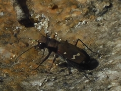 Cicindela gemmata