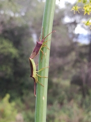 Gonocerus insidiator