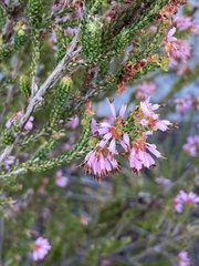 Erica globiceps consors