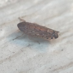 Osbornellus filamentus