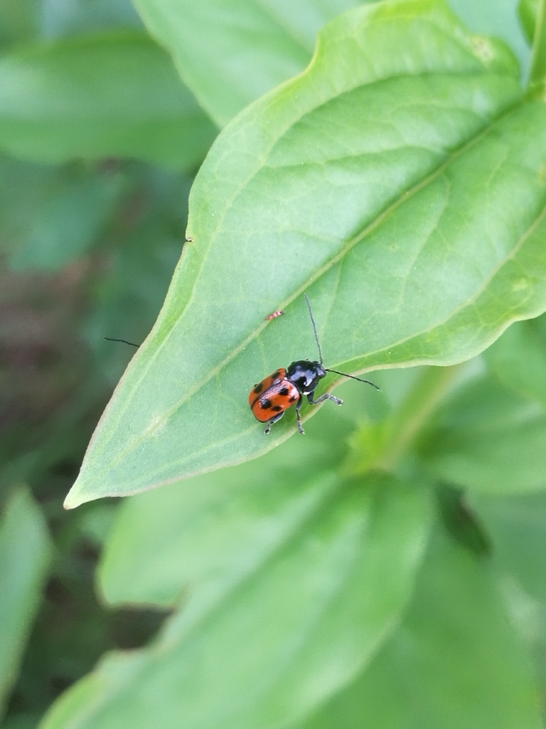 Cryptocephalus quadripunctatus