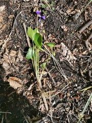 Viola uliginosa