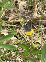 Plebejus samuelis