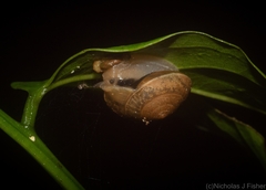 Nitor subrugatus