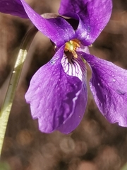 Viola uliginosa