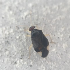 Tropidosteptes tricolor
