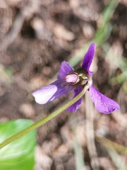 Viola uliginosa
