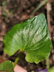 Viola uliginosa