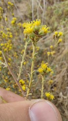 Marasmodes fasciculata