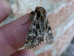 Pachetra sagittigera