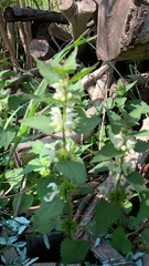 Lamium album