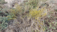 Marasmodes fasciculata