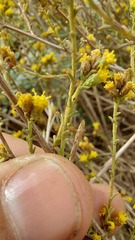 Marasmodes fasciculata