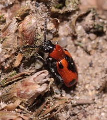Crioceris quinquepunctata