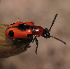 Crioceris quinquepunctata