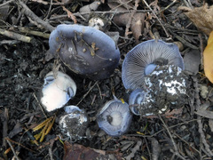 Cortinarius subsolitarius