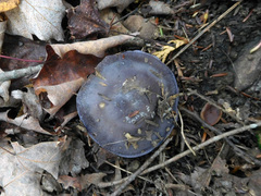 Cortinarius subsolitarius