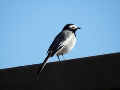 Motacilla alba personata