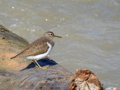 Actitis hypoleucos