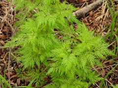 Trepocarpus aethusae