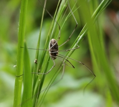 Opiliones
