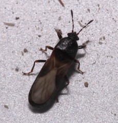 Dimorphopterus spinolae