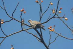 Streptopelia decaocto