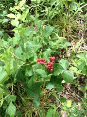 Rhus aromatica aromatica