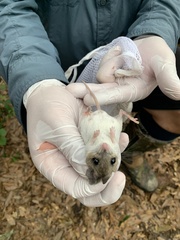 Podomys floridanus