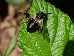 Abia fasciata