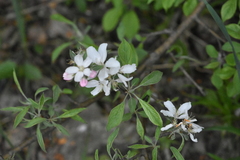 Malus orientalis