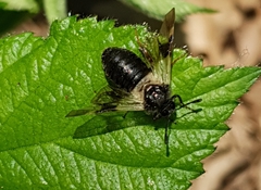 Abia fasciata