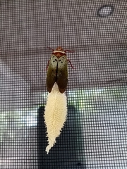 Copidocephala guttata