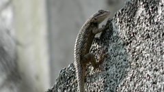 Sceloporus olivaceus
