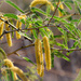 Prosopis velutina - Photo (c) mattibobatti,  זכויות יוצרים חלקיות (CC BY-NC)