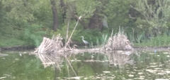 Ardea cinerea