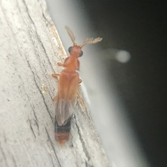 Distremocephalus texanus