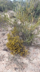 Marasmodes fasciculata