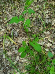 Lapsana communis intermedia