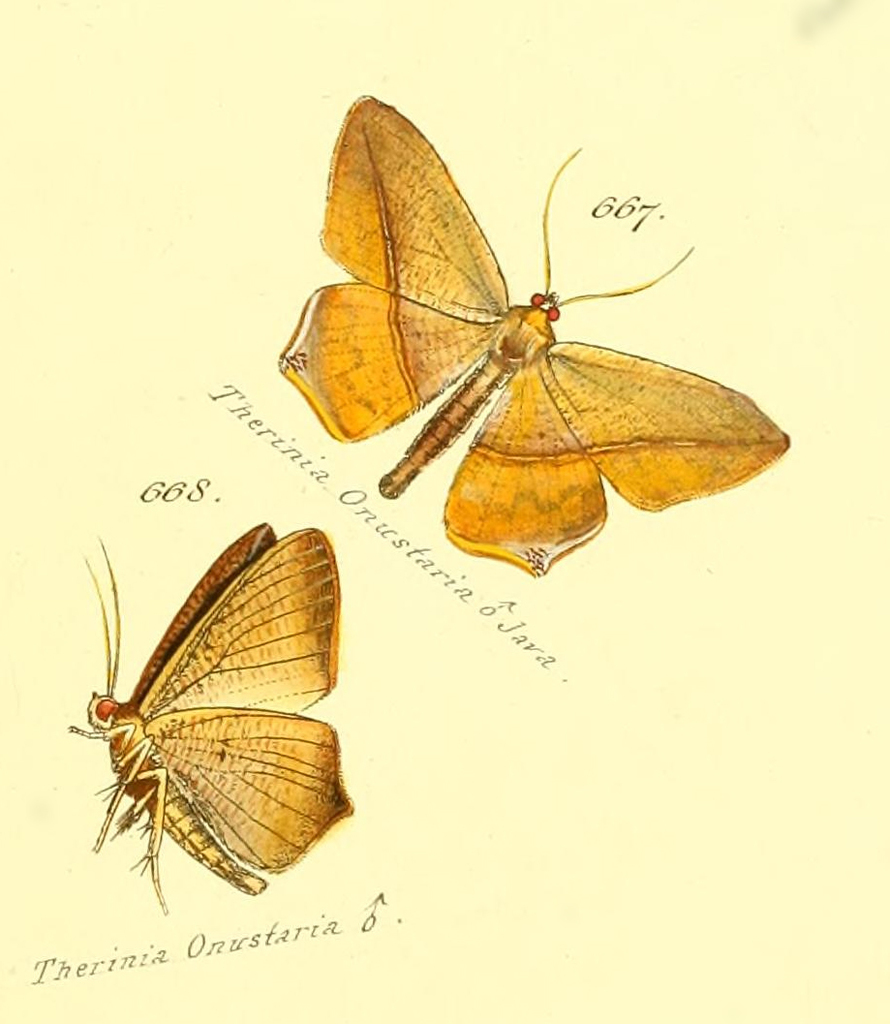 Prochoerodes onustaria