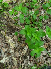 Clinopodium caucasicum
