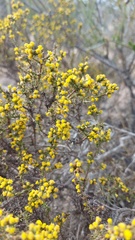 Marasmodes fasciculata