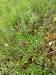 Vicia lathyroides