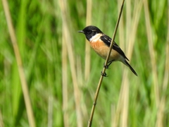 Saxicola maurus
