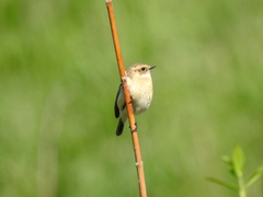 Saxicola maurus