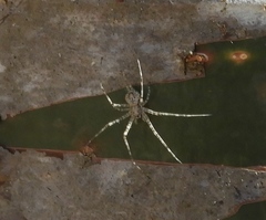 Neotama mexicana