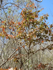 Casearia dolichophylla
