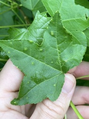 Diaspidiotus liquidambaris